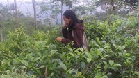 Tanaman teh juga tumbuh di bukit ini