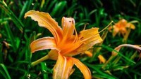One Day Lily
