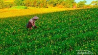 Petani Lili
