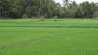 Pemandangan persawahan yang serba hijau, khas Sumatera Barat (Afif/detikTravel)