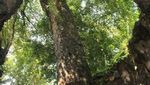 Penampakan Pohon Besar di Dalam Gua Gunungkidul