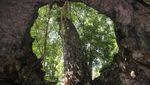Penampakan Pohon Besar di Dalam Gua Gunungkidul