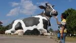 Penampakan Sapi Raksasa di Boyolali