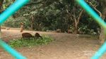 Penangkaran Rusa yang Hanya Ada di Pulau Bawean