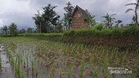 Sawah dan Lumbung Padi di Kampung Budaya Padi Pandan Wangi