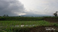Sawah dan gunung di Kampung Budaya Padi Pandan Wangi