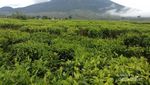 Penat? Yuk Intip Segarnya Kebun Teh Tertinggi di Indonesia