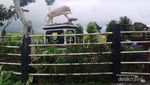 Penat? Yuk Intip Segarnya Kebun Teh Tertinggi di Indonesia
