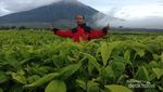 Penat? Yuk Intip Segarnya Kebun Teh Tertinggi di Indonesia