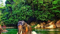 Gajah Tangkahan