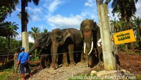 Kandang Gajah TANGKAHAN