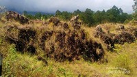 Batu-batu lava bekas erupsi yang berserakan