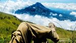 Pengalaman Berarti dari Penjelajahan Merbabu