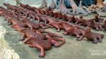 Pengalaman Menegangkan Bersama Komodo
