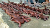 Ukiran Khas KOMODO