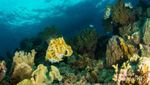 Pengalaman Menyelami Alam Bawah Laut Tobelo, Morotai, dan Jailolo