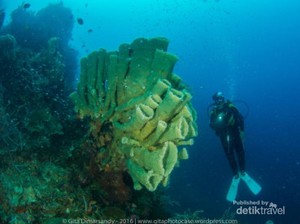Pengalaman Menyelami Alam Bawah Laut Tobelo, Morotai, dan Jailolo