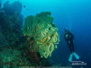 Pengalaman Menyelami Alam Bawah Laut Tobelo, Morotai, dan Jailolo