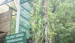 Pengalaman Pertama Mendaki Gunung Pangrango via Cibodas
