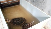 Kolam Penyu