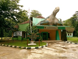 Pengalaman Tak Terlupakan, Melepas Tukik di Ujung Genteng
