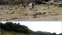 Atas : Lembah Mandalawangi , bawah : Taman Surya Kencana