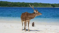 Penghuninya rusa, monyet dan babi hutan