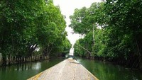 menyusuri hutan mangrove naik perahu