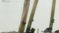 bambu  tempat yuyu bersarang