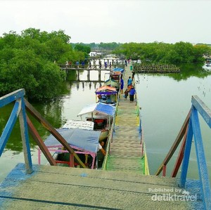 Percaya Nggak? Ada Hutan Mangrove Cantik di Bekasi