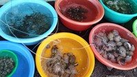 Di sekitar pantai juga ada rumah makan yang menyediakan hidangan laut yang bahan bakunya masih hidup dan segar.