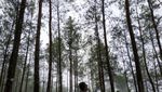Percaya Nggak, Kebumen Punya Tempat Secantik Ini?