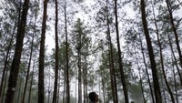 Di antara pohon-pohon pinus