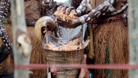 Perempuan kamoro memeras serat sagu yang airnya dialirkan kepenampungan yang terbuat dari pelepah sagu.