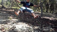 Ayunan Sulur Pohon