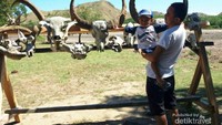 Display tengkorak hewan, korban komodo