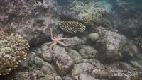 Keindahan bawah laut di Sabang
