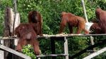 Perjalanan ke Tanjung Puting, Bertemu Orangutan
