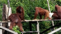 Melihat orangutan