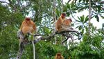 Perjalanan ke Tanjung Puting, Bertemu Orangutan