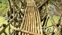 Jembatan akar yang unik