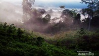Kabut menyelimuti Hutan berau menjelang pagi