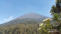 Puncak Mahameru dari Pos Jambangan
