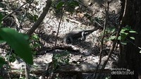 Komodo kecil sedang memakan sisa bangkai kambing