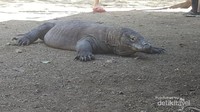 Komodo dewasa yang sedang beristirahat
