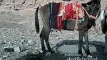 Perjuangan Menuju Makam Nabi Harun di Petra