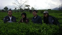 Disela-sela daun teh