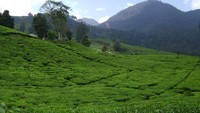Hamparan permadani hijau