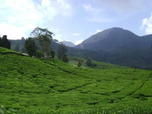 Perkebunan Teh Malabar, Bagai Permadani Hijau Raksasa