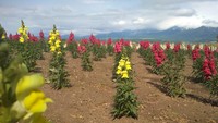 Warna bunganya yang beraneka ragam sangat cantik.